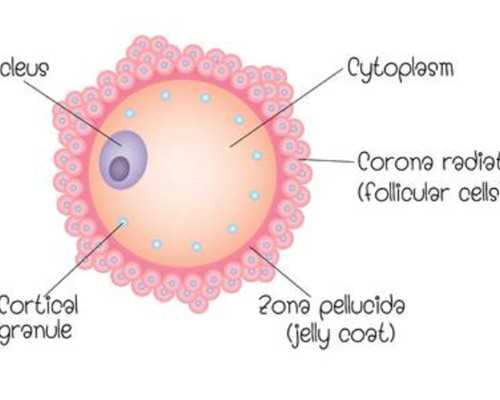 长沙有供卵医院吗,长沙哪家医院有卵子库附*试管助孕机构一览